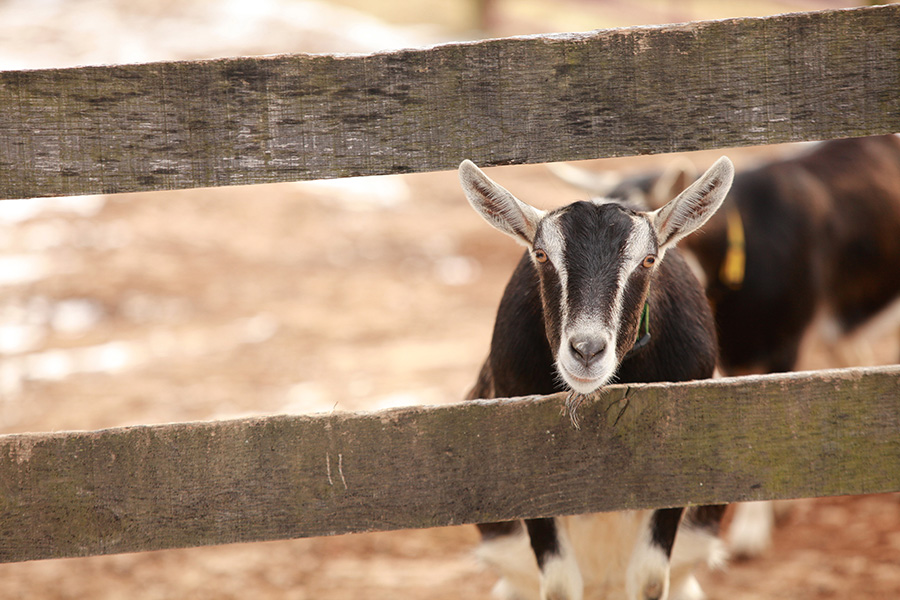 baltimore-animal-photography-12