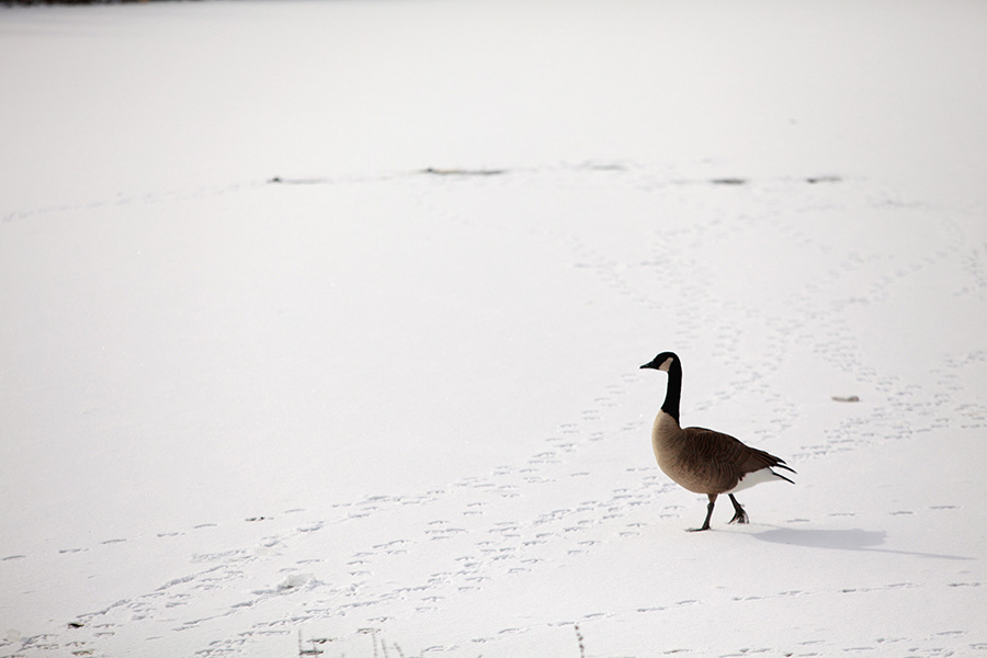 baltimore-animal-photography-13
