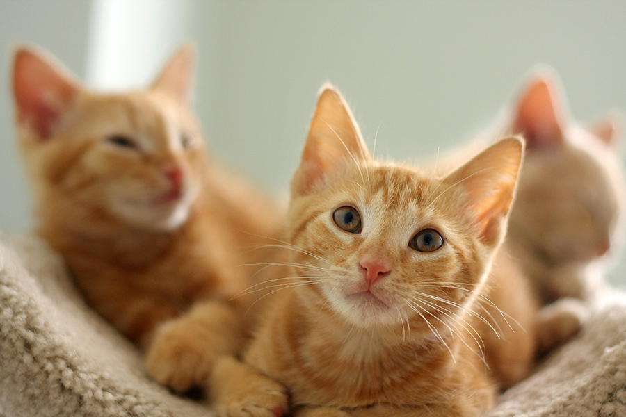 baltimore-animal-photography-14