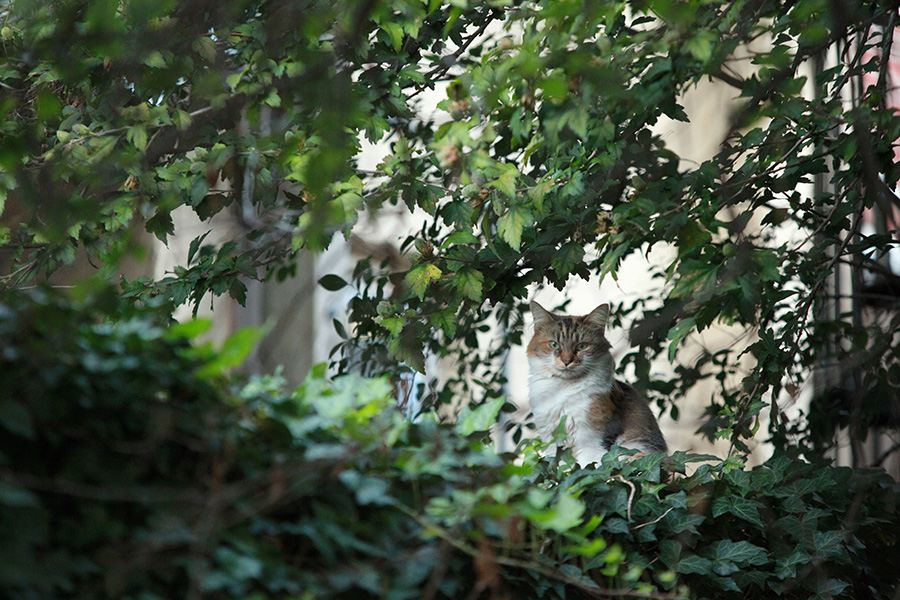 baltimore-animal-photography-20