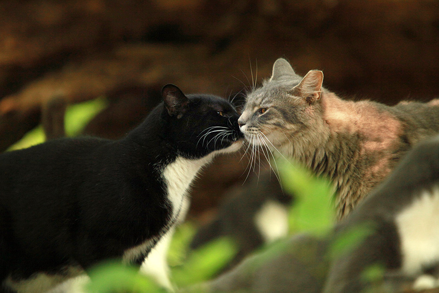 baltimore-animal-photography-22