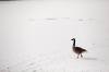 baltimore-animal-photography-13
