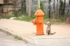 baltimore-animal-photography-23