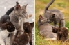 baltimore-animal-photography-4