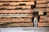 baltimore-animal-photography-9