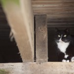 Boardwalk Cats Project – Alley Cat Allies