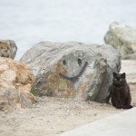 Long Beach Feral Cat Colony – Alley Cat Allies